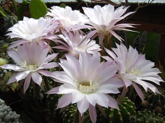 Kaktusy a sukulenty 30 Kč za kus - 20