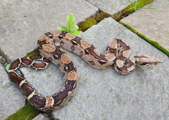 Boa imperator- Sharp Sunglow 66% het Sterling,Hypo Sterling - 20