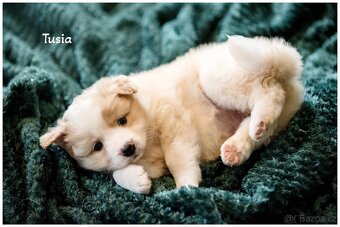 Border Collie, Border Kolia s PP FCI barva ee red - 20