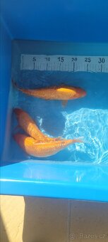 Prodam KOI pouze uznavane variery - 20