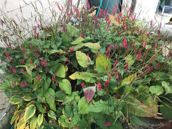 Trvalky a víceletky-LEN OSOBNÝ ODBER BRNO - 20