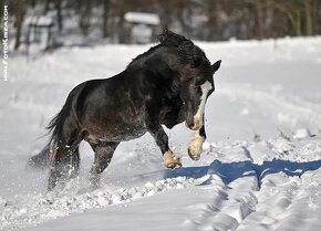 Připouštění Welsh cob - D - 20