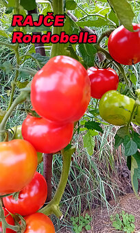 Semínka - rajčata, chilli, papriky, ačokča a další - 20