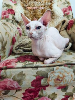 Sphynx koťátka - 20