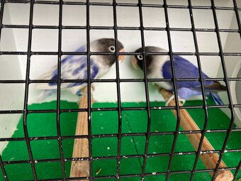 agapornis fischeri - 20