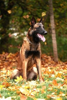 Belgický ovčák malinois s PP - 20