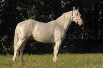 Připouštění Qh cremello hřebcem - 2