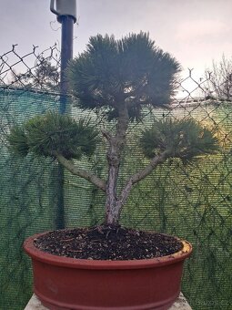 Bonsai,bonsaj Borovice - 2