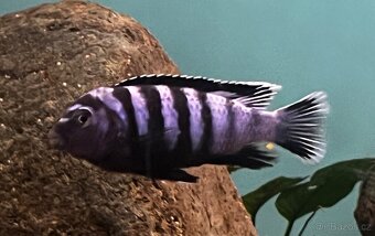 Malawi cichlidy - 2