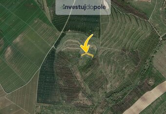 Prodej vinice v k.ú. Hustopeče u Brna - 2
