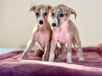 Vipet/Whippet s PP (FCI) - 2