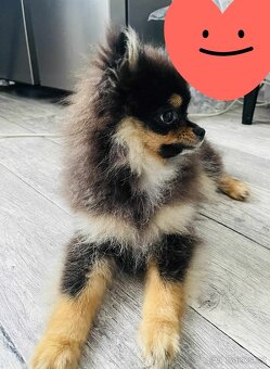 Pomeranian mini - 2