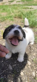 Jack Russell teriér - 2