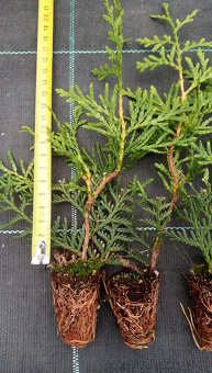 Thuje BRABANT na živý plot ze sadbovače 20cm - 2