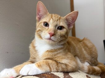 Daruji dva kocoury - 2