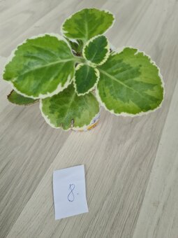 Rostliny, kytky, pokojovky - 2