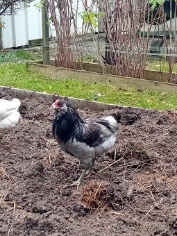 Kohout Česká kropenka,arakauny - 2