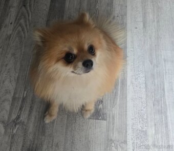 Pomeranian - 2