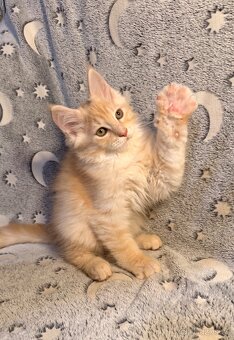 Mainská mývalí - 2