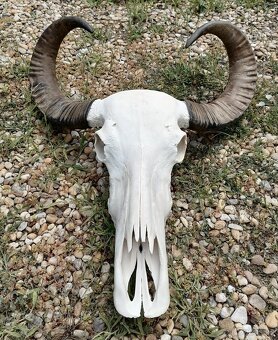 Trofeje, byvol vodný kapitálne - 2