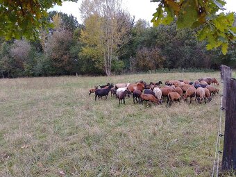 Kamerunské ovce - 2