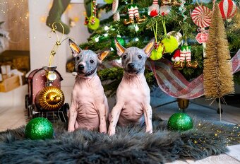 Americký bezsrstý teriér - 2