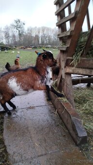 Koza kamerunská - 2