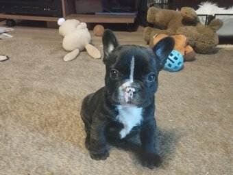 Francouzský buldoček - 2