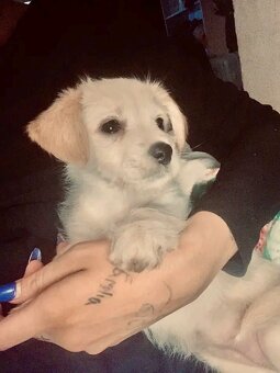 Zlaty retriever / jack Russell - 2