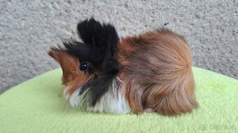 Sameček peruánec, dlouhosrsté morče - 2