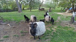 Ovce vřesová jehňata - 2