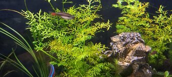 Akvarium 126 litrů - 2