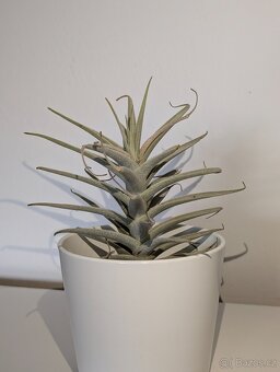 Tilandsie, Tillandsia - 2
