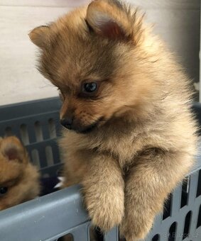 Pomeranian špic - 2