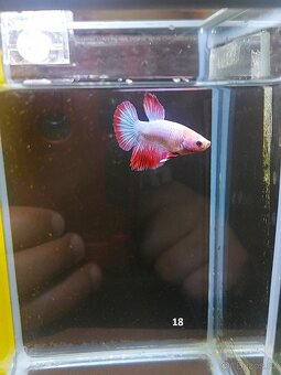 Betta Splendens - samec 18 - 2