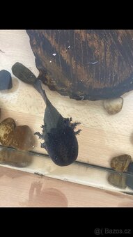 Daruji axolotla - 2