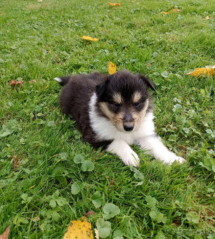Kolie dlouhosrstá s PP ( FCI ) Collie rough - 2