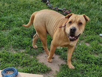 VANILKA K ADOPCI - vděčná, umazlená, CHCE DOMŮ:( - 2