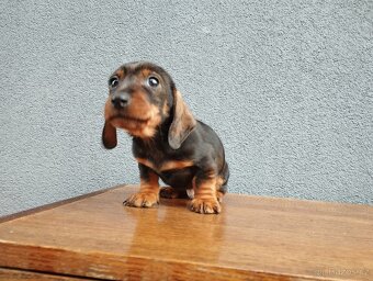 Jezevčík trpasličí - 2