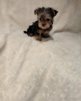 Jorkšírský teríer - 2