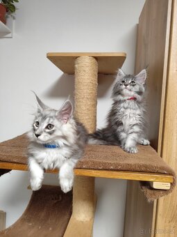 Mainská mývalí koťátka - 2