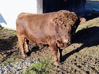 Prodám plemenného býčka Dexter - 2