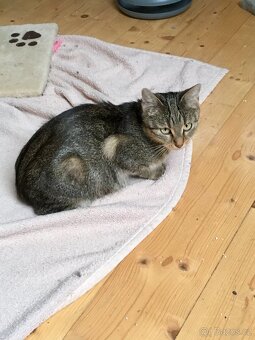 Kočičí maminka - 2