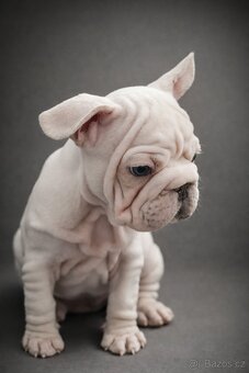 Francouzský buldoček s PP - 2