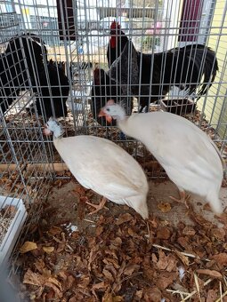 Perličky bílé - 2