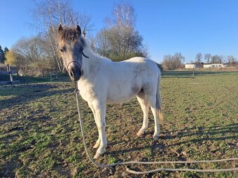 Hřebeček Welsh Part - Bred - 2