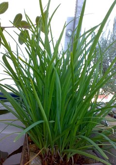 Čínská česneková pažitka - Allium tuberosum - semena - 1g - 2