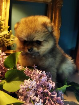 Pomeranian - 2