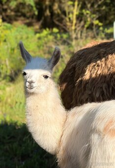 Lama Krotká - 2