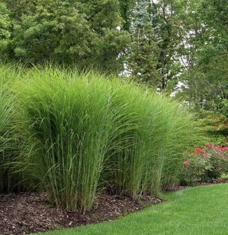 Ozdobnice čínská ,Miscanthus 3 druhy - 2